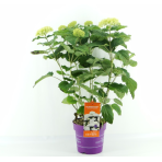 Hortenzia stromčekovitá (Hydrangea arborescens) 'FlowerWOW®' First Edition® - výška 30-40 cm, kont. C3L/P19 - OBROVSKÉ KVETY